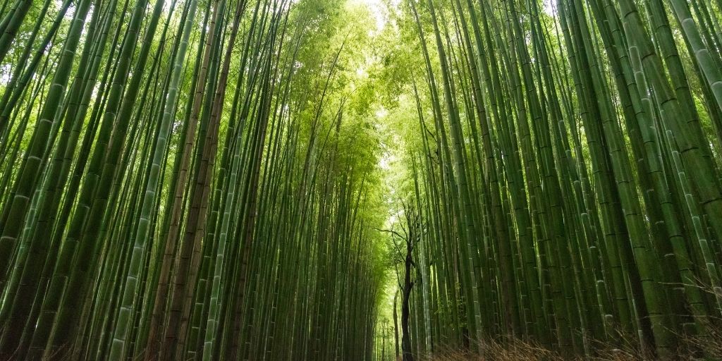 El bambú japonés no es apto para impacientes